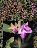 TSA SALVIA OFFICINALIS 50 ML - farmagiri