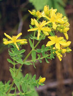 TSA HIPERICUM PERFORATUM 50 ML - farmagiri