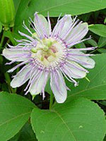 TSA PASSIFLORA INCARNATA 50 ML - farmagiri