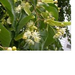 EIE TIGLIO 30 ML GOCCE - farmagiri