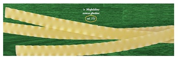 E MAFALDINE 500 G - farmagiri